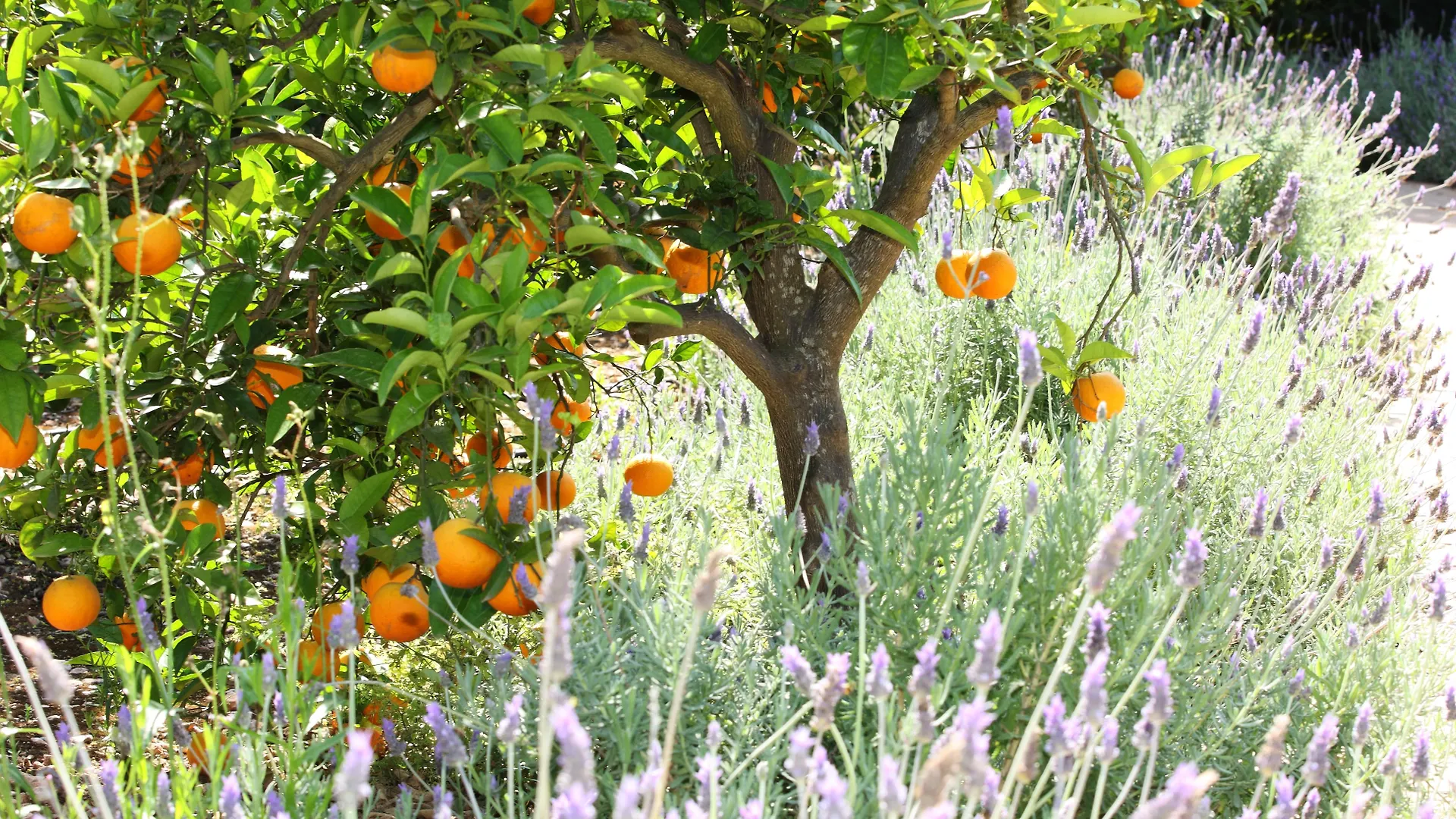 Finca Ca'S Curial - Agroturismo - Adults Only 索列尔