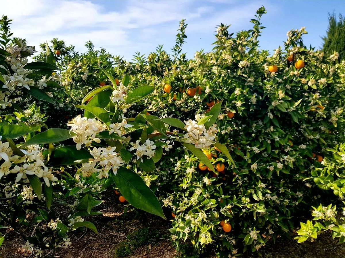 Finca Ca'S Curial - Agroturismo - Adults Only 索列尔 农家乐