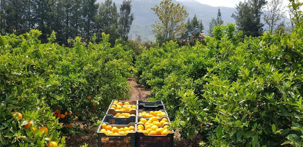 Finca Ca'S Curial - Agroturismo - Adults Only 索列尔 0*,
