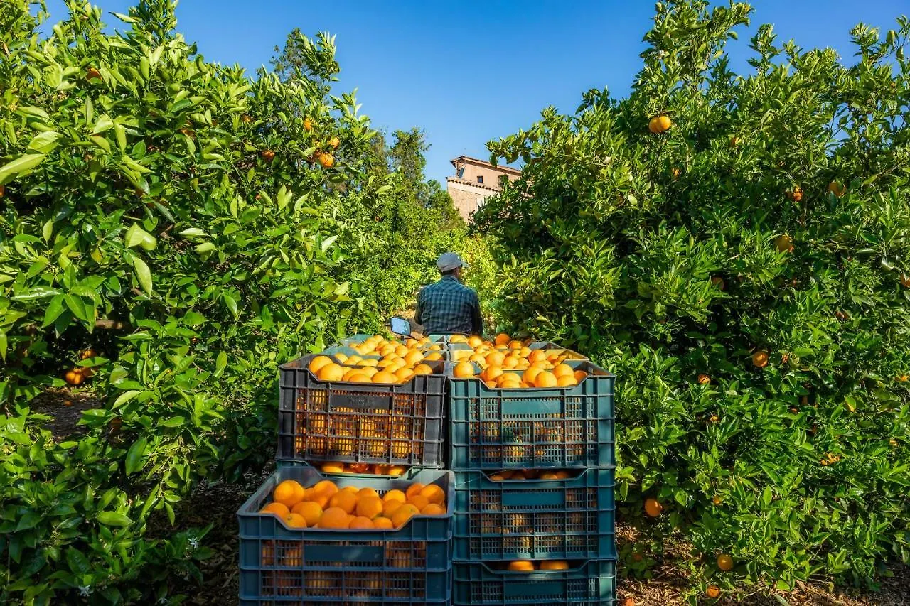 Finca Ca'S Curial - Agroturismo - Adults Only 索列尔 农家乐